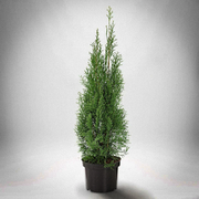 Thuja Smaragd 100st  - 15 % RABATT