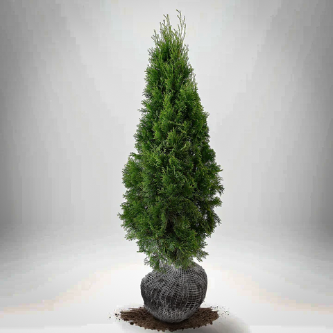 Thuja Smaragd 100st  - 15 % RABATT