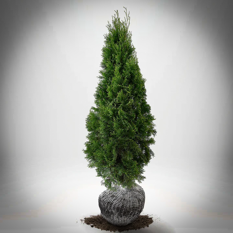 Thuja  Smaragd 110-120cm