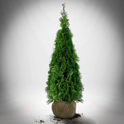 Thuja Smaragd 100st  - 15 % RABATT