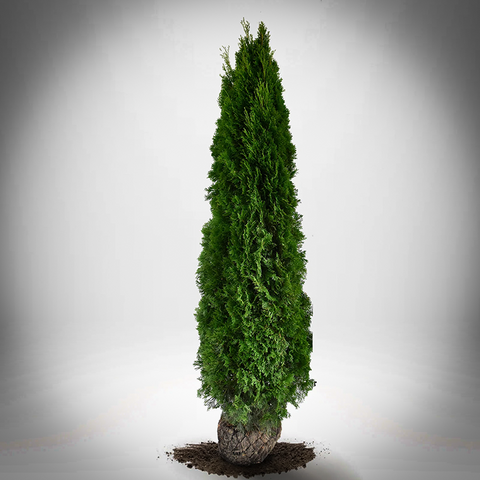 Thuja Smaragd 50st  - 10 % RABATT