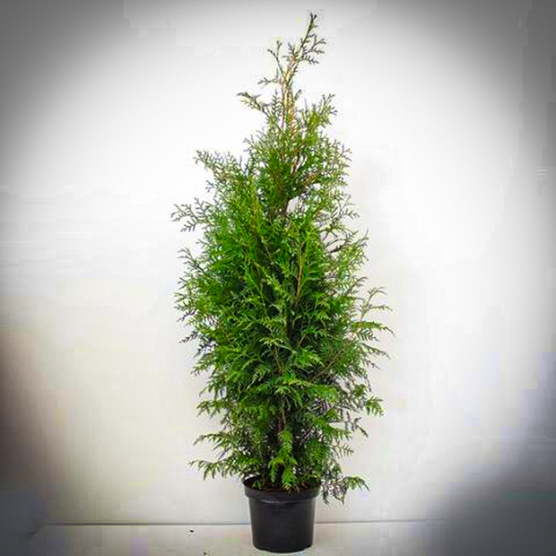 Thuja Brabant