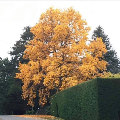 Amerikanskt tulpanträd TULIPIFERA