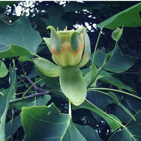 Amerikanskt tulpanträd TULIPIFERA