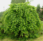 PENDULA 140-160 cm