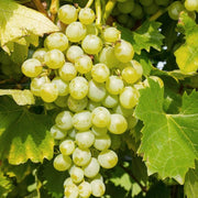 MUSCAT ODESSKA